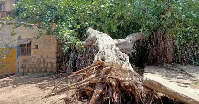 சரிந்து விழுந்த ஆலமரத்தின் சுயசரிதை