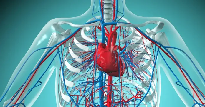 மனித இதயத்தின் கட்டமைப்புக்களும்
